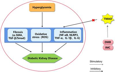 Roles of Gut Microbial Metabolites in Diabetic Kidney Disease